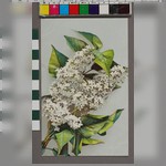 Открытка почтовая. [Ветка белой сирени]