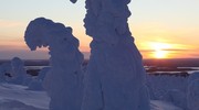 Деревья под снегом, снежные скульптуры