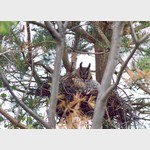 "Ушастая сова", owl. Поощрительный приз в номинации "Жители Планеты"