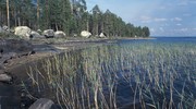 Лето. Камыши и осока на озере