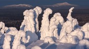 Ели в снегу, снежные фигуры