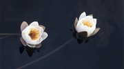 Кувшинки