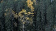 Вид с высокого берега на лес, скалы и реку