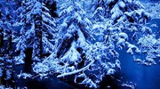 Зимний лес в Карелии