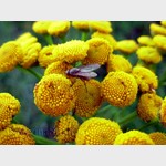 Tansy & fly