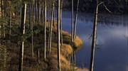 Деревья на берегу тихой заводи