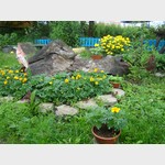 Номинация «Успех цветовода». В.Ю.Курицын, о.Кижи, садовые домики