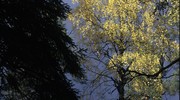 Кроны деревьев в карельском лесу, позднее лето