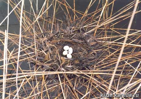 "Колыбель на волнах" - гнездо птицы с яйцами, Birdhouse, eggs, ovums in nest. Поощрительный приз в номинации "Жители Планеты"