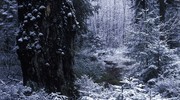 Зимний карельский лес