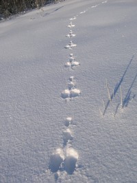 Заячий след Заячий след