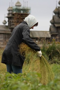 Дерганье льна Дерганье льна