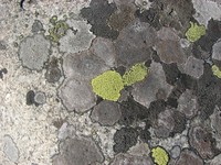 Королевство лишайников Королевство лишайников