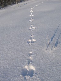 Заячий след Заячий след
