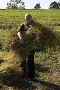 Уборка льна Уборка льна