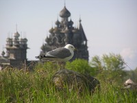 Сизая чайка на фоне Кижского архитектурного ансамбля Сизая чайка на фоне Кижского архитектурного ансамбля