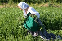 Прополка льна Прополка льна