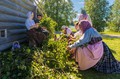 Банный веник дороже денег