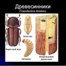Вредители деревянных конструкций Вредители деревянных конструкций