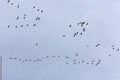 Остров Кижи готовится к престольному празднику церкви Покрова Пресвятой Богородицы Кижского погоста
