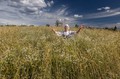 Сенокос на острове Кижи