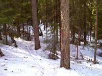 Заготовка леса Заготовка леса