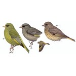 Зеленушка — Chloris chloris (Carduelis chloris)