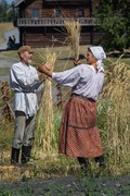 Жнитва на острове: уже стоят десять бабок ржи