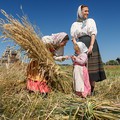 «Как в старину трудились». Заонежская жнитва